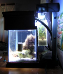 Refugium running on a tank.  I filled it with sand and macro algae and placed a light over it.  